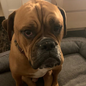 Meet your Posher, Asher